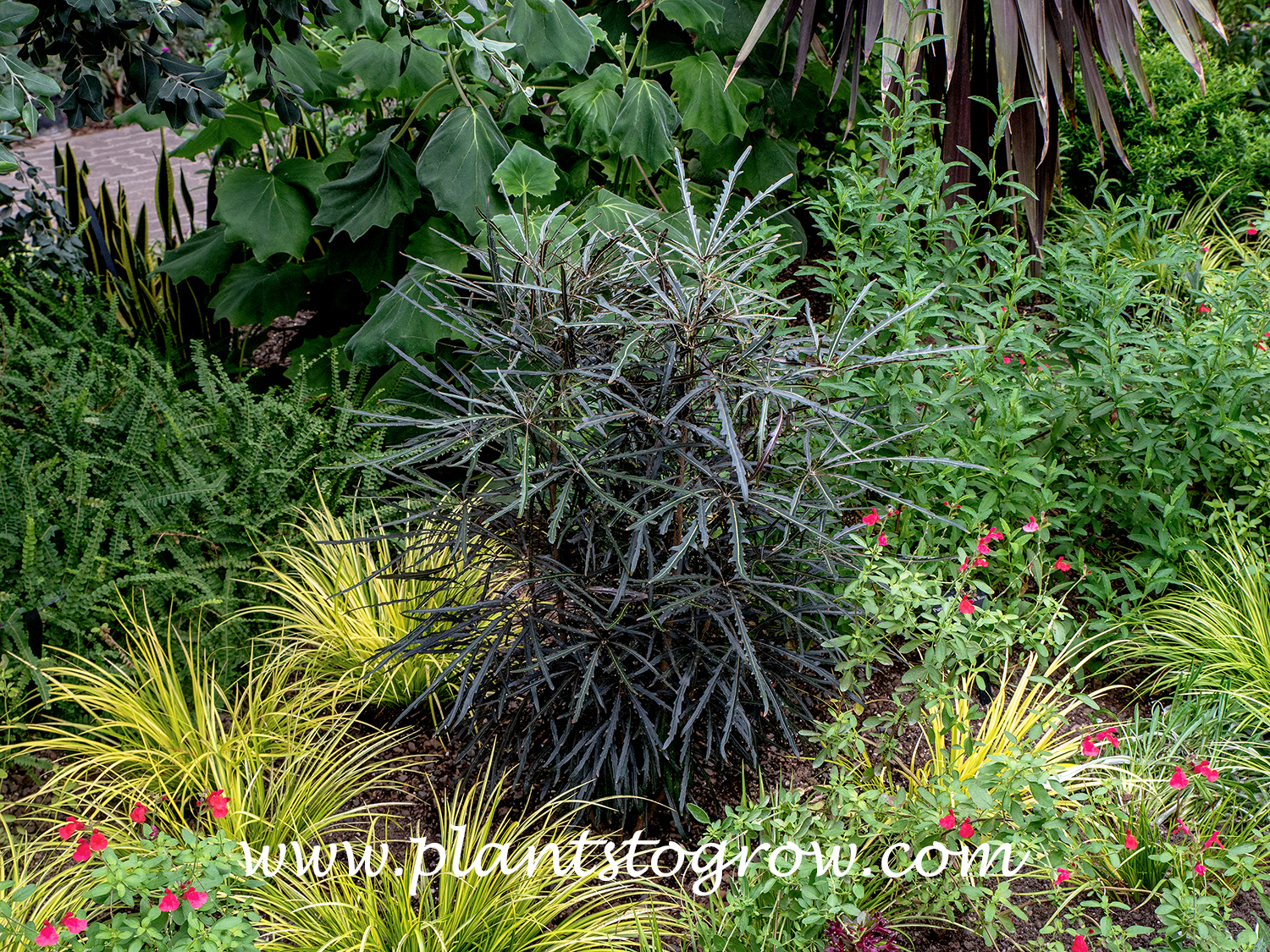False Aralia (Plerandra elegantissima)  
The first three pictures are of plants grown in a greenhouse and set out in the garden when the weather warms up.